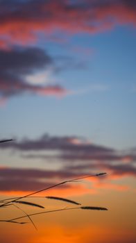 Calm sunset featuring orange and pink clouds with grass silhouettes, perfect for nature and tranquility themes.