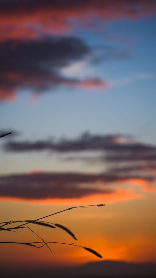 Silhouette of a Grass