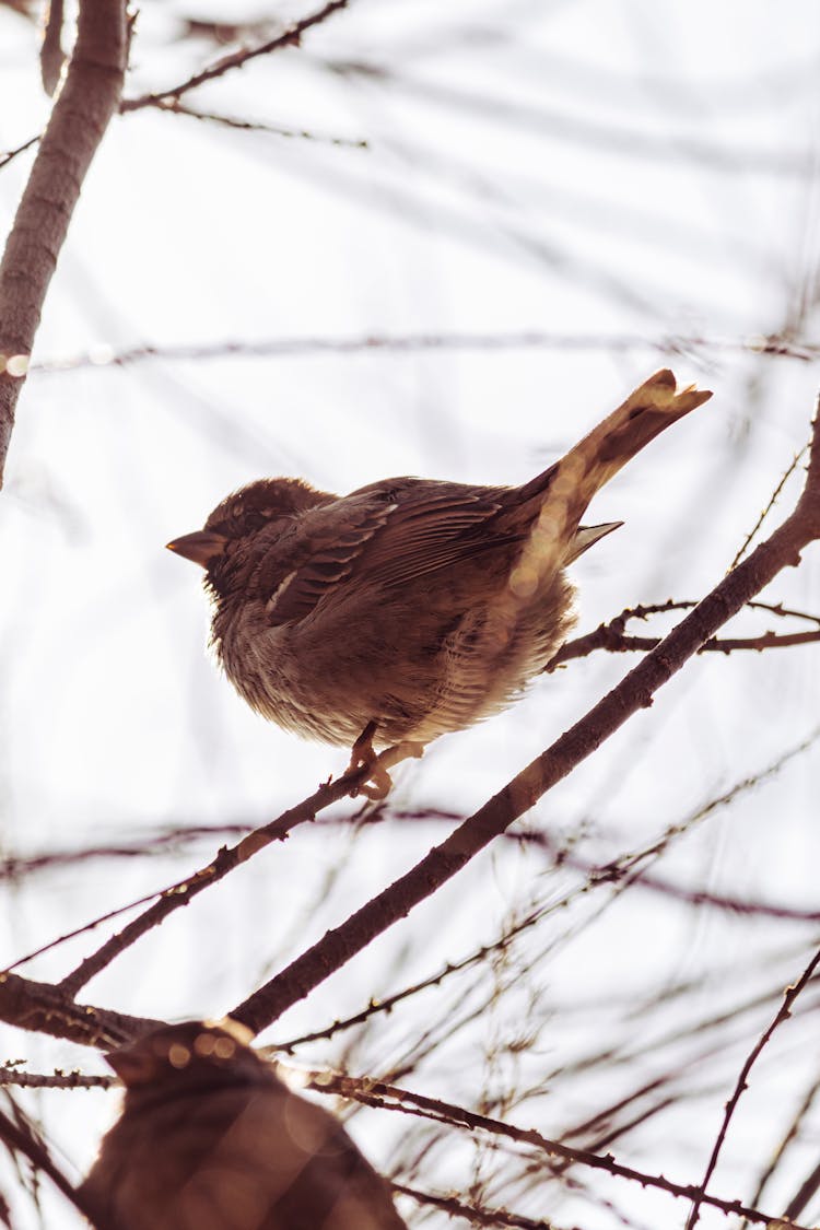 Bird Perching On Branches