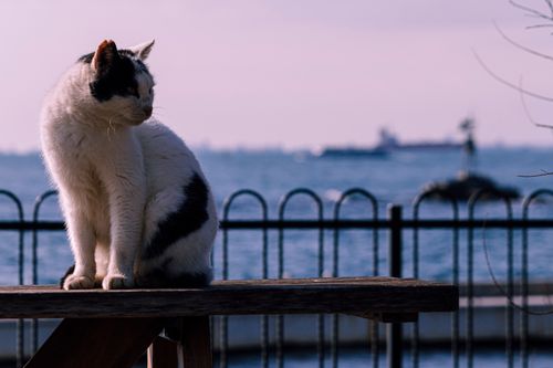 Free Tranquil moment of a cat sitting on a bench with a seaside view in the background. Stock Photo