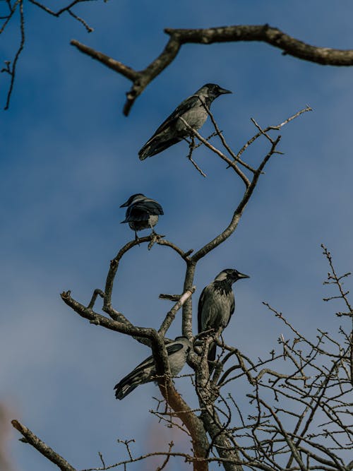 Birds Perching on Branches