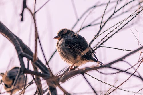 Brown Bird on Brown Tree Branch