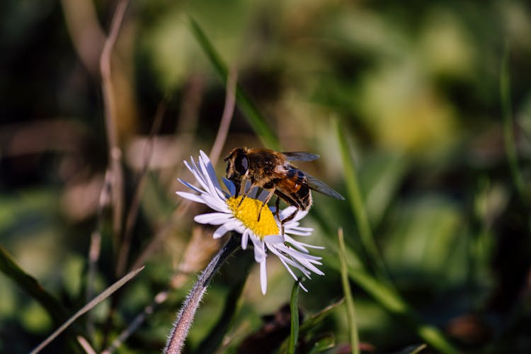 Bee On Flower