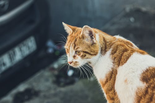 Ingyenes stockfotó állat, emlős, házi kedvenc témában