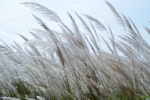 Immagine gratuita di brezza, campo, canna