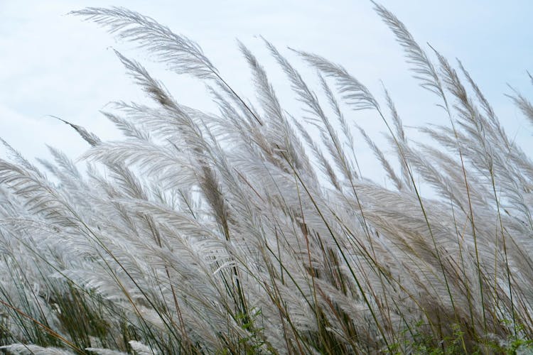 Breeze Moving Prairie Grass