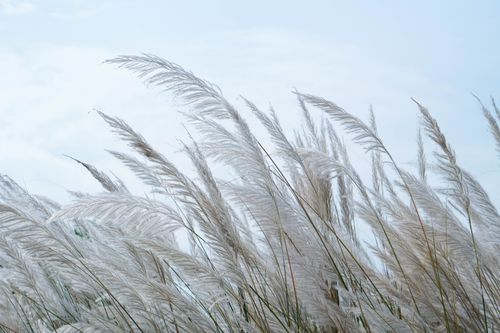 Free Elegant pampas grass swaying in the wind with a clear blue sky backdrop. Stock Photo