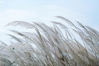 Green and Brown Grass Under White Clouds