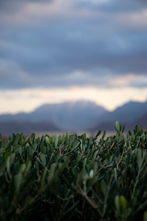 Overcast in Mountains and Cacti on Foreground