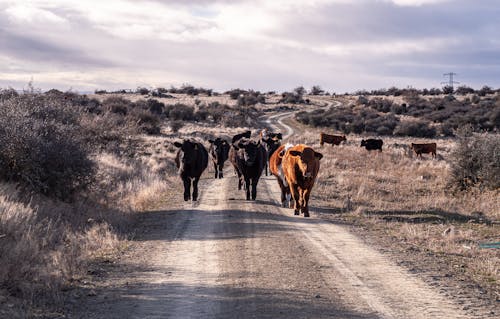Herd of Cow Walking on Dirt Road