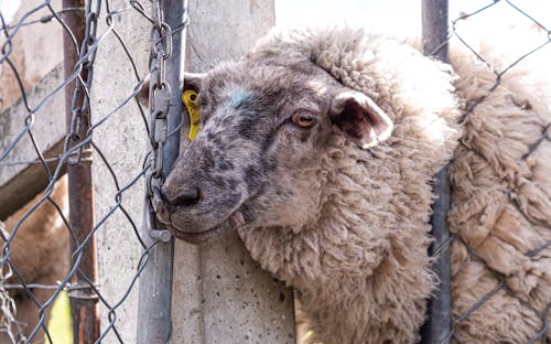 無料 ワイヤーフェンス, 羊, 耳タグの無料の写真素材 写真素材