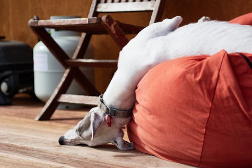 Free A Dog Lying on Cushion Stock Photo