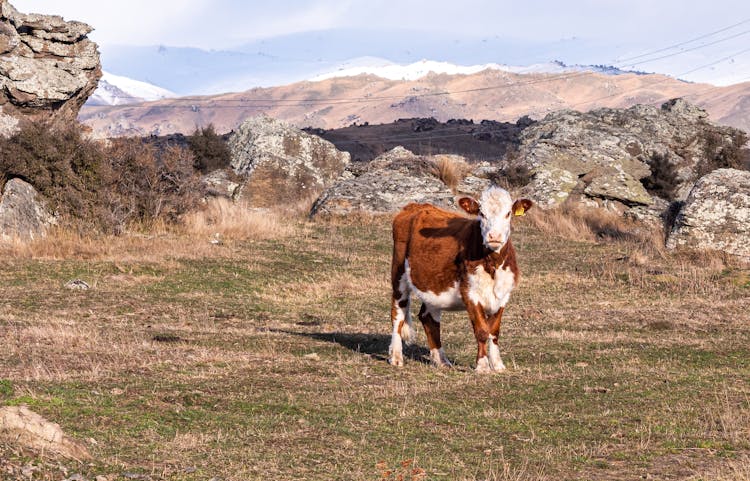 Brown And White Cow In Mountain Pasture