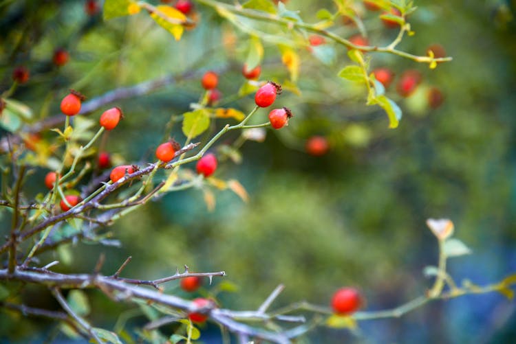 Berries On Branches