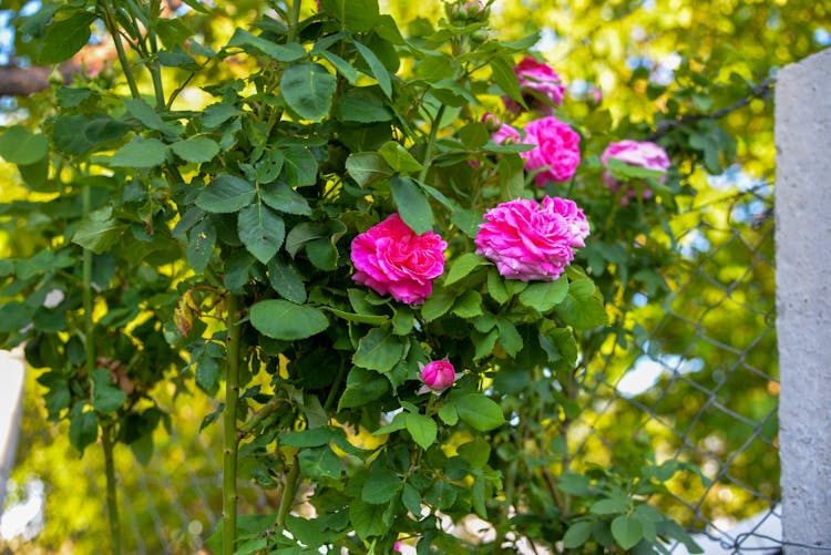 Rose Flowers On A Shrub