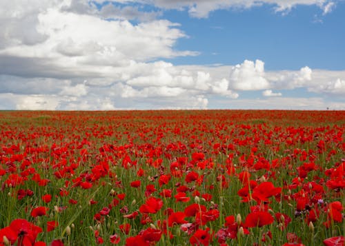 Free Red Flower Field Under White Clouds and Blue Sky Stock Photo