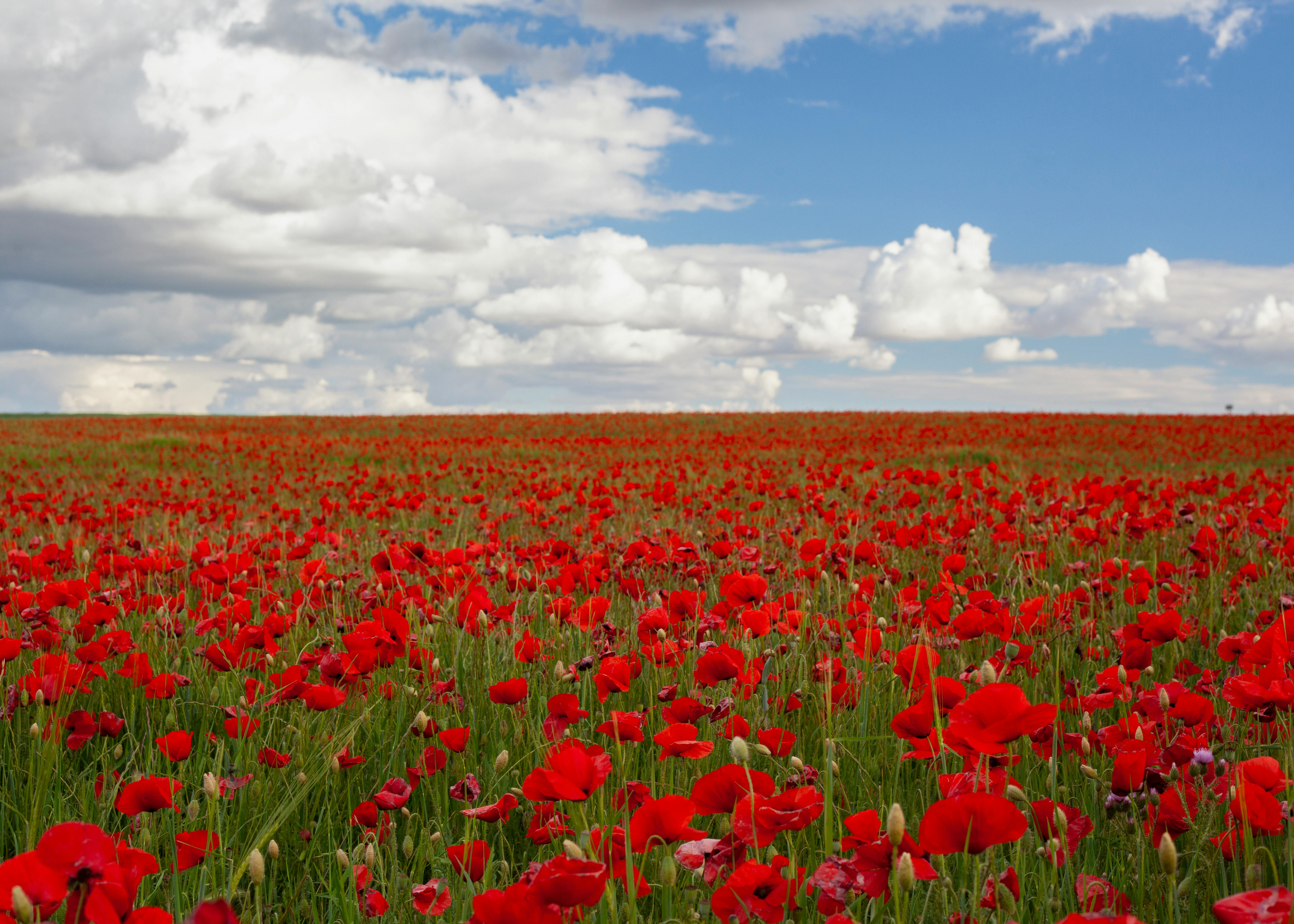 Red Flower Fields during Daytime · Free Stock Photo