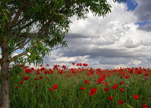 Free Red Flower Field Under Cloudy Sky Stock Photo