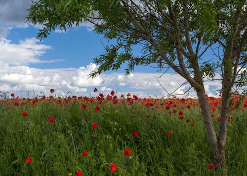 Free Red Flowers on Green Grass Field Stock Photo