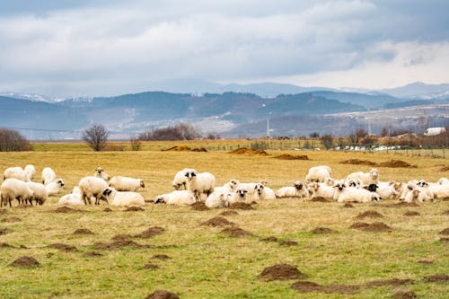 Free Herd of Sheep on Grass Field Stock Photo