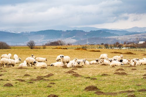 Gratis stockfoto met akkerland, boerderij, dierenfotografie