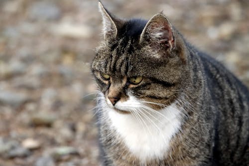 Close-Up Shot of a Tabby Cat 