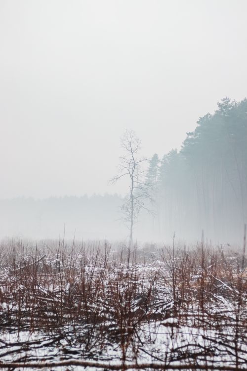 Free A serene, foggy winter landscape featuring frosty trees in a quiet forest. Stock Photo