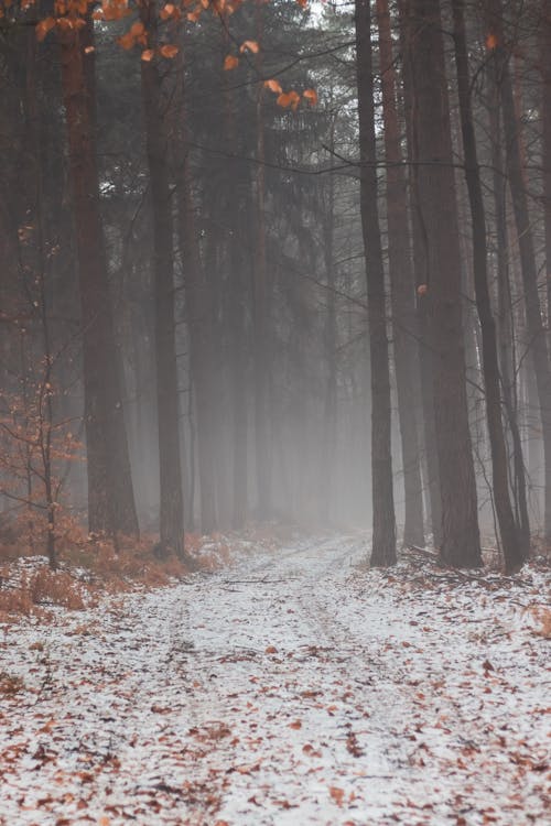 Path in Between Trees