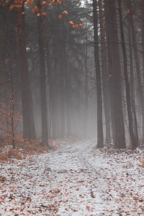 Free A serene winter forest scene with a foggy path through snow-dusted trees. Stock Photo