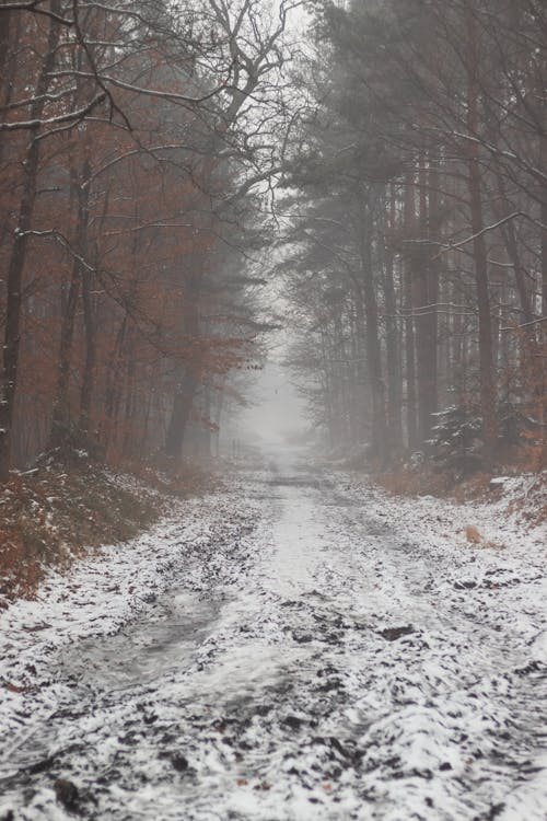 冬, 垂直ショット, 木の無料の写真素材