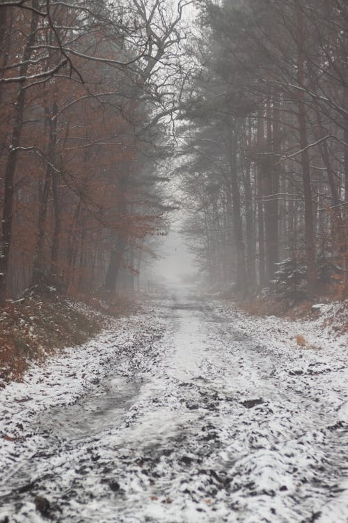 Základová fotografie zdarma na téma les, mlha, nezpevněný