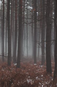 A serene winter scene of a fog-shrouded forest with tall trees in a tranquil setting.