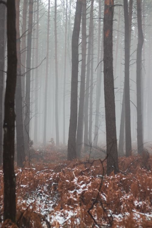 Free Tranquil winter morning in a foggy forest with towering trees and fallen snow. Stock Photo