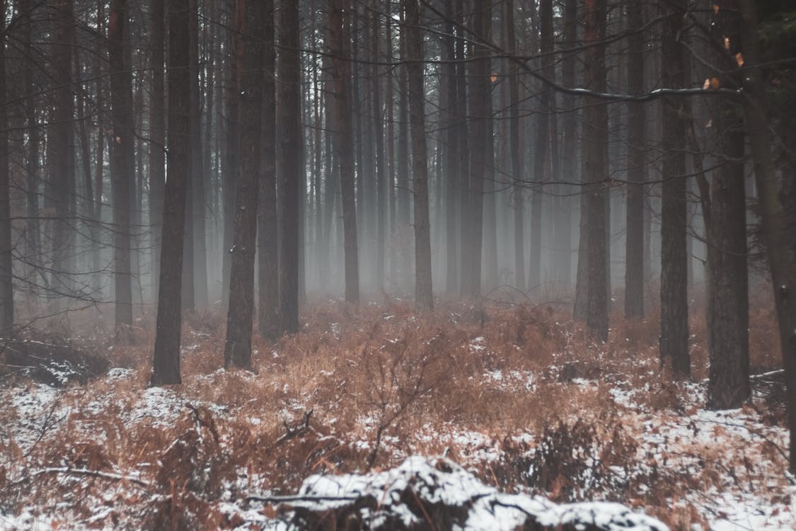 Bare Trees in a Gloomy Forest · Free Stock Photo
