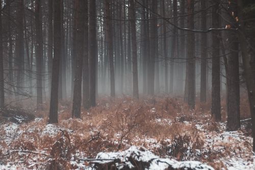 Free A foggy winter forest scene with bare trees and a mysterious atmosphere. Stock Photo