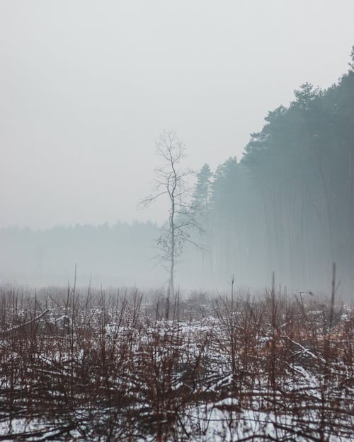 Free A Bare Tree in a Gloomy Forest Stock Photo