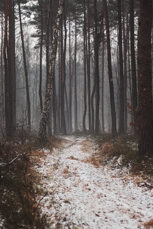 Free A Trail in a Gloomy Forest Stock Photo