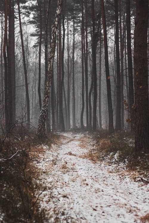 A Trail in a Gloomy Forest