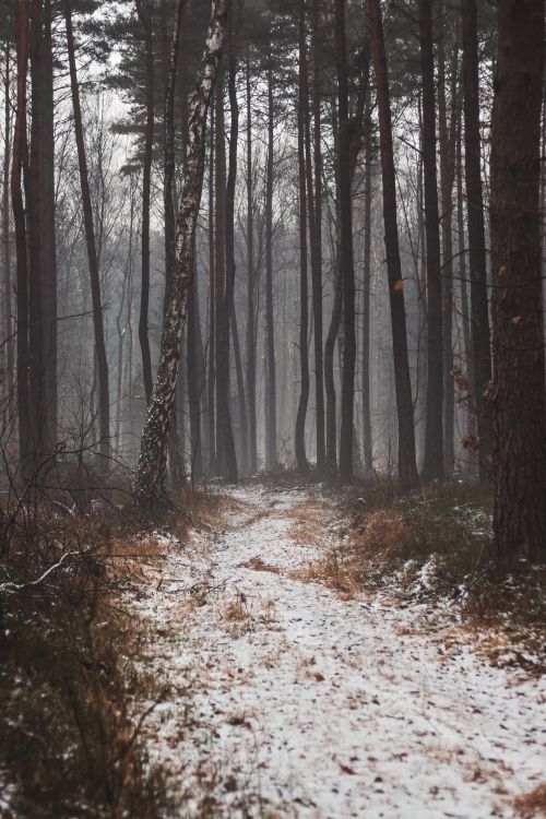 Free A quiet, snow-dusted trail winds through a foggy, eerie forest, evoking mystery and tranquility. Stock Photo