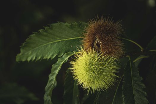 hedgehog photo