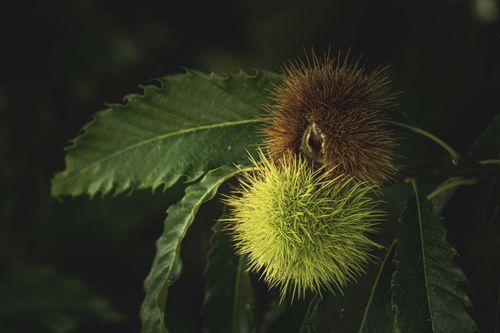 Free Dramatic close-up of chestnuts with prickly spines on green leaves, highlighting nature's intricate textures. Stock Photo