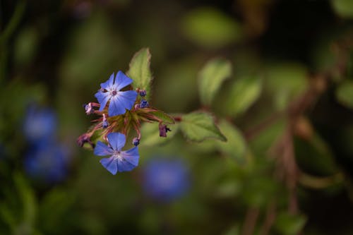 Foto stok gratis berkembang, bunga biru, flora