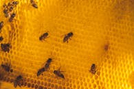 Close-Up Shot of Honey Bees near the Beehive