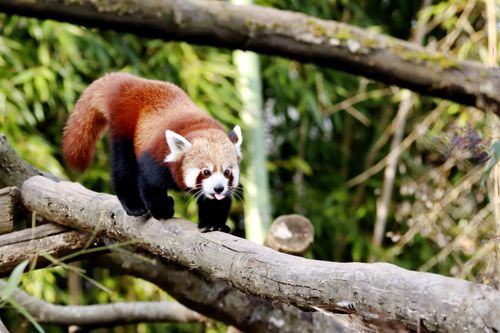 Free Adorable red panda walking on branches in lush forest setting. Stock Photo