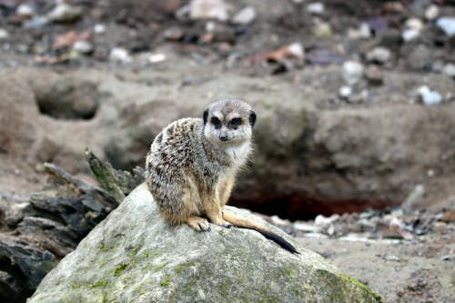 Free A Meerkat on a Rock Stock Photo