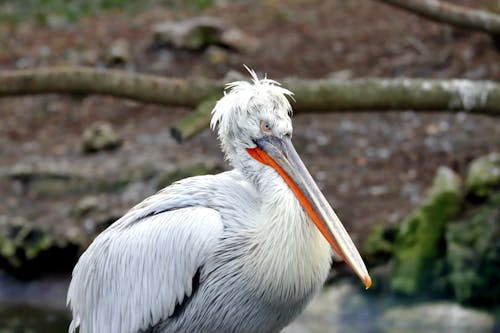 Close-Up Shot of a Pelican