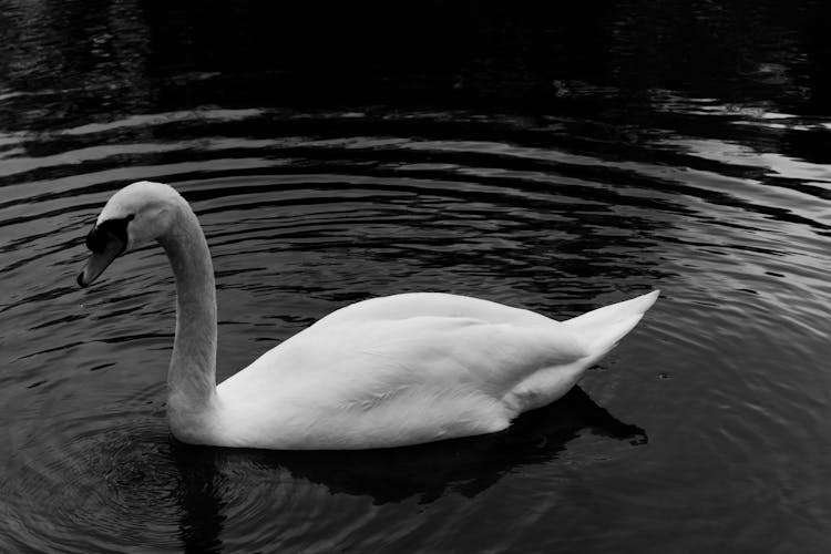 Swan In Black And White