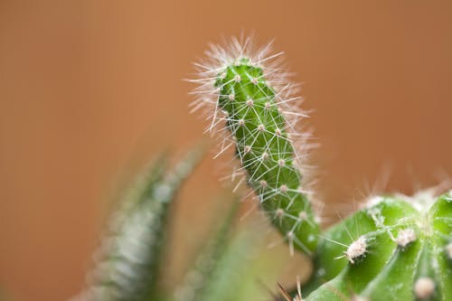 Close-Up Shot of a Cactus 