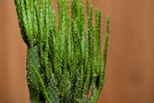 Green Cactus Plants in Close Up Photography
