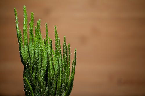 Ilmainen kuvapankkikuva tunnisteilla hankala, kaktus, kasvi